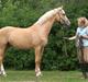 Palomino Stauslykkes Comtess