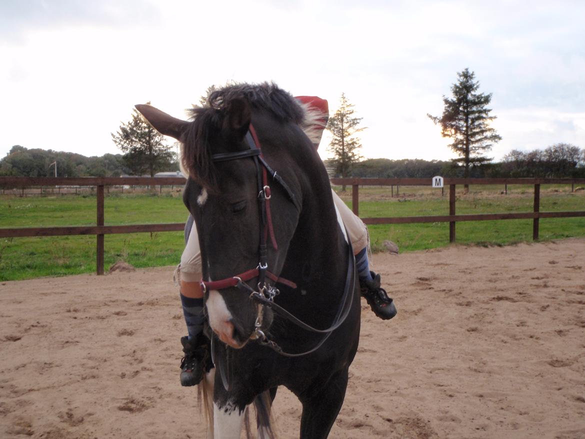 Pinto Cæser Af Korup - Sommer 2009 billede 14