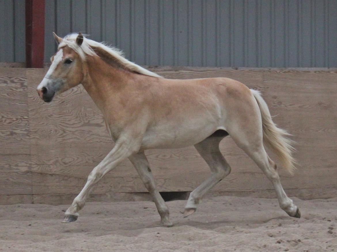 Tyroler Haflinger 'Haffi af Elghuset' (Solgt) - Haffi's Lækre trav!!
Foto: Mathilde.D.B.Larsen (Mig) billede 17