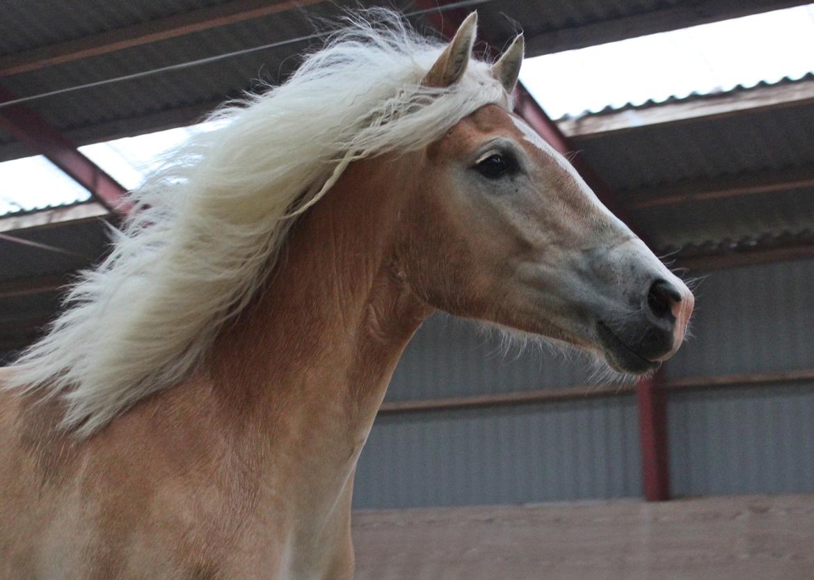 Tyroler Haflinger 'Haffi af Elghuset' (Solgt) - Foto: Mathilde.D.B.Larsen (Mig) billede 16