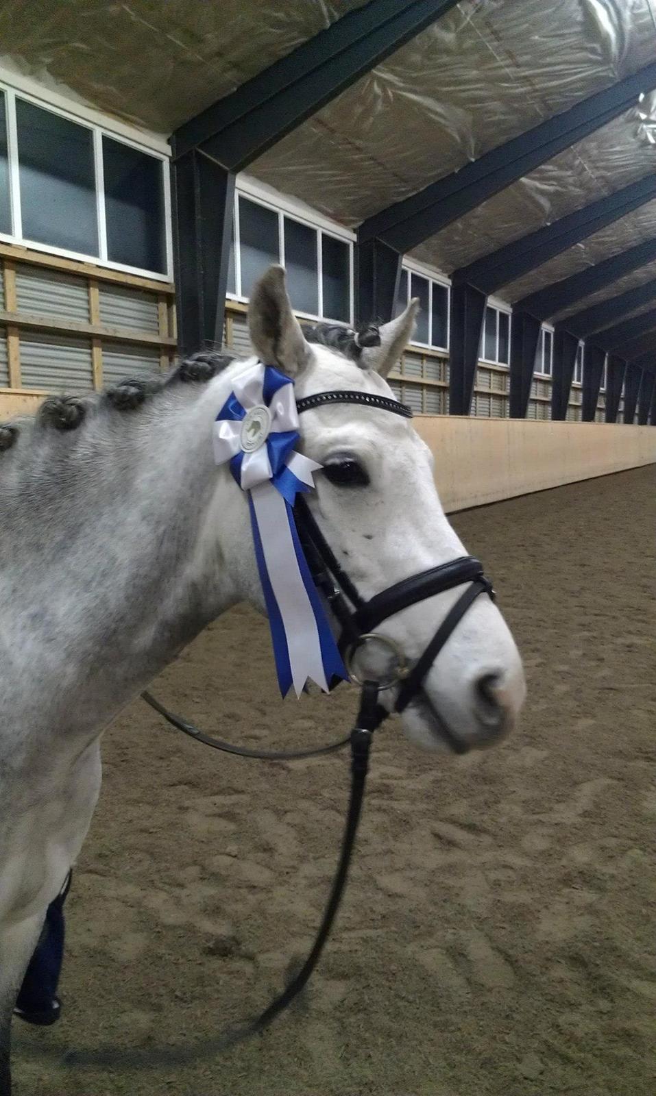 Welsh Pony (sec B) Bjerregårds Belissimo - Ponymand <3 billede 18