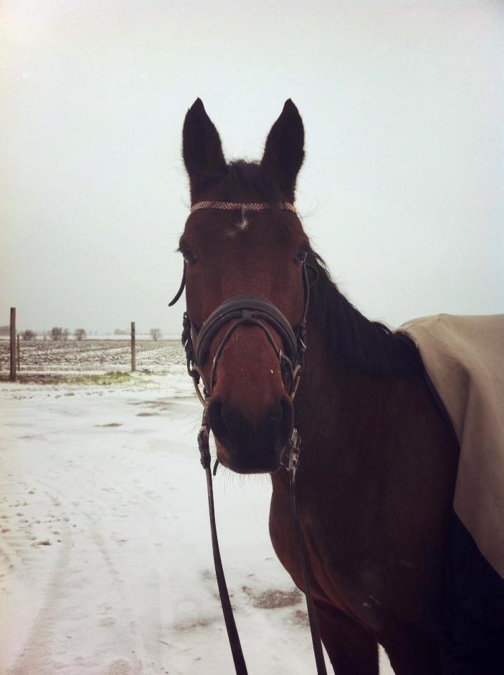 Traver Oscar Fønix - Oscar i sneen (2012) billede 20