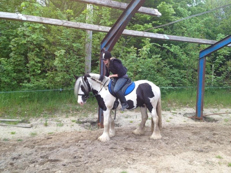 Irish Cob Ulla - At elske dig er som at trække vejret, hvordan kan man stoppe?!! <3 
 billede 19
