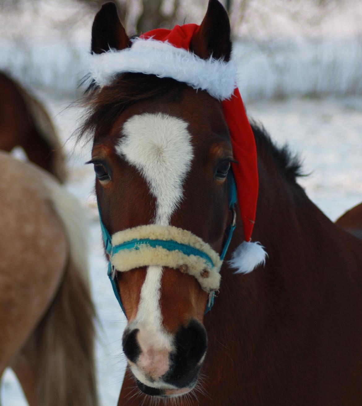 Welsh Cob (sec D) Nebo Tulip - GOD JUL 2012 billede 5