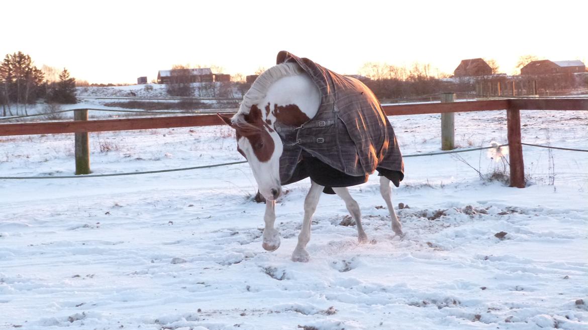 Pinto Chester billede 20