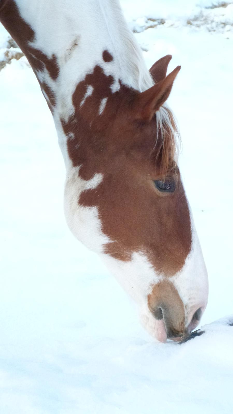 Pinto Chester billede 1