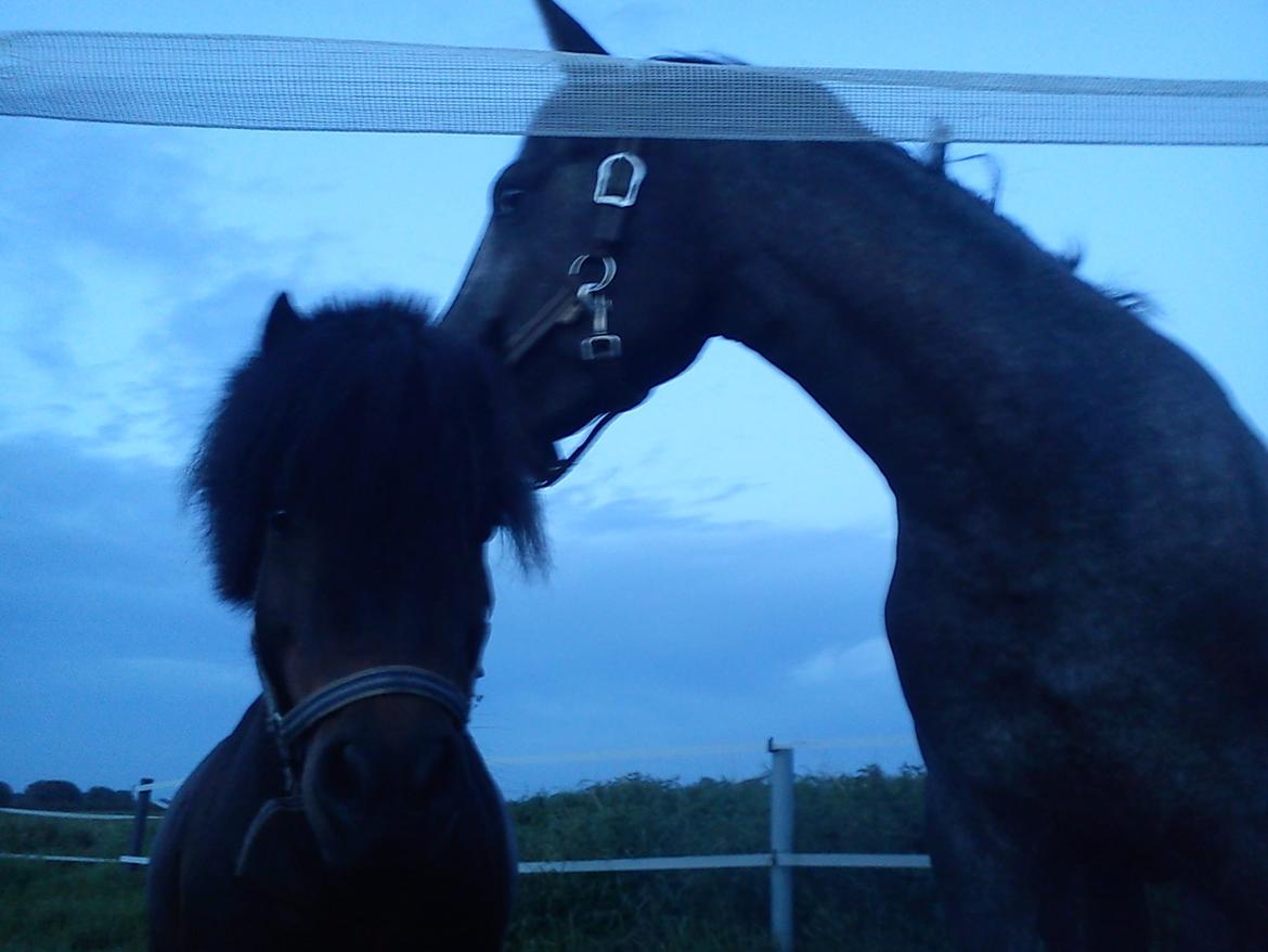 Anden særlig race Farmens Hannibal - beklager at nogle af billederne er lidt slørede billede 1