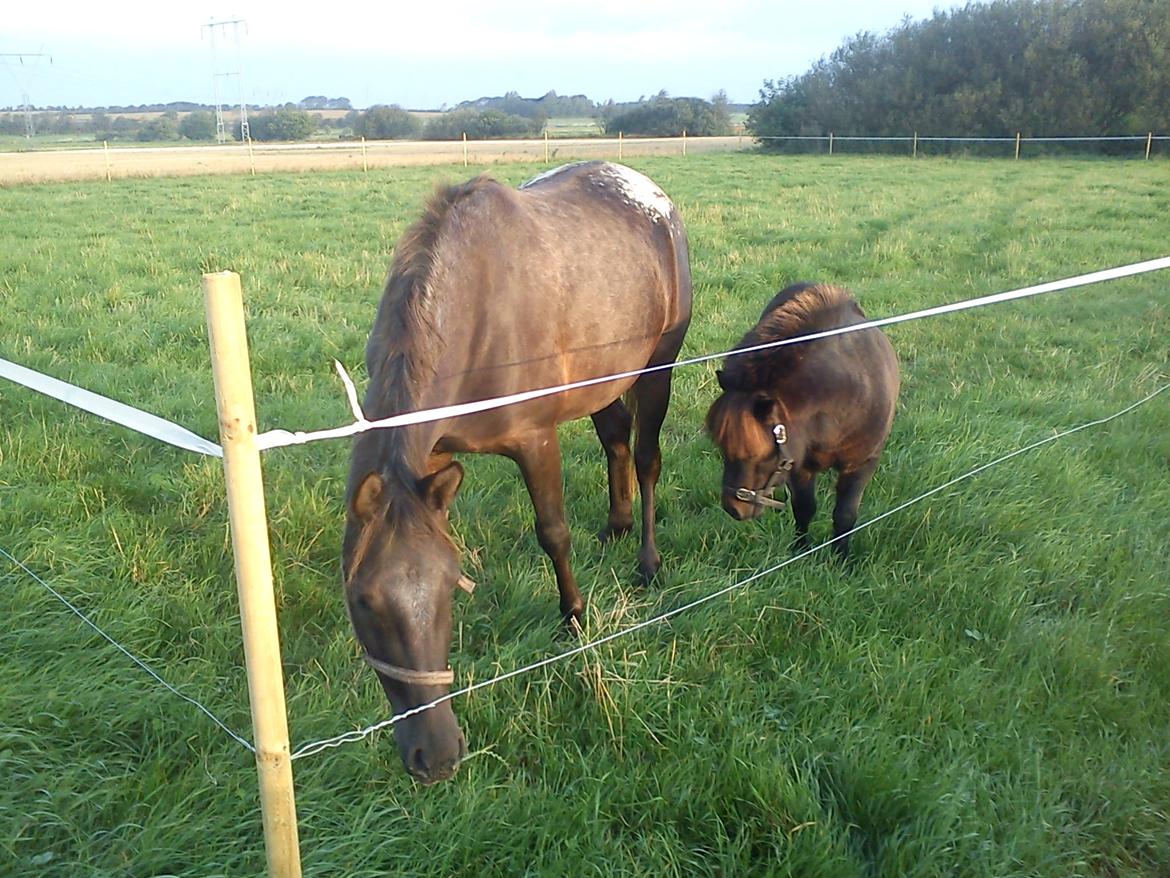 Anden særlig race Farmens Hannibal - Sommer <3 billede 2
