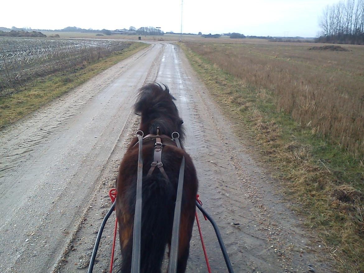 Anden særlig race Farmens Hannibal - super dygtig =D billede 6