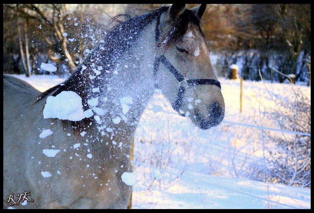 Barockpferd Birkegaards Braveheart R.I.P - Phuh mor kaster sne på mig billede 11