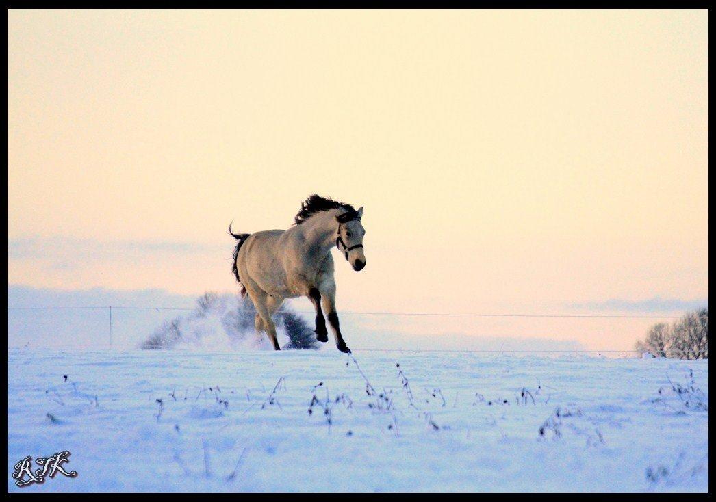 Barockpferd Birkegaards Braveheart R.I.P - freee.. billede 12