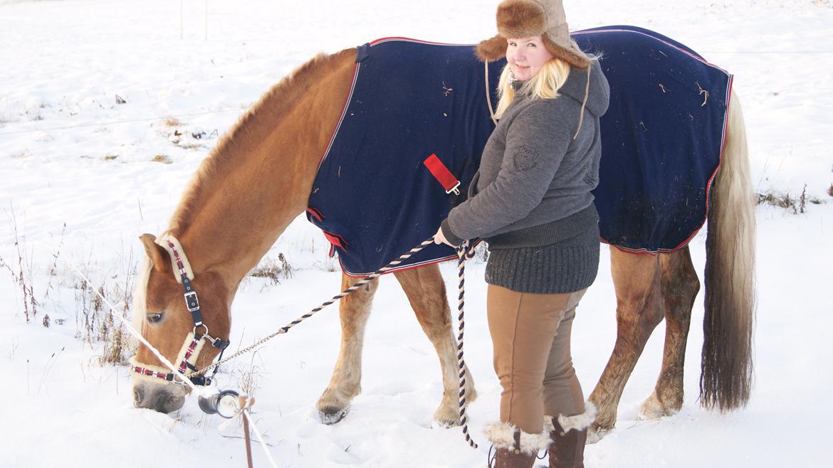 Haflinger Ariel-I *Avlshingst* - December 2012 billede 19