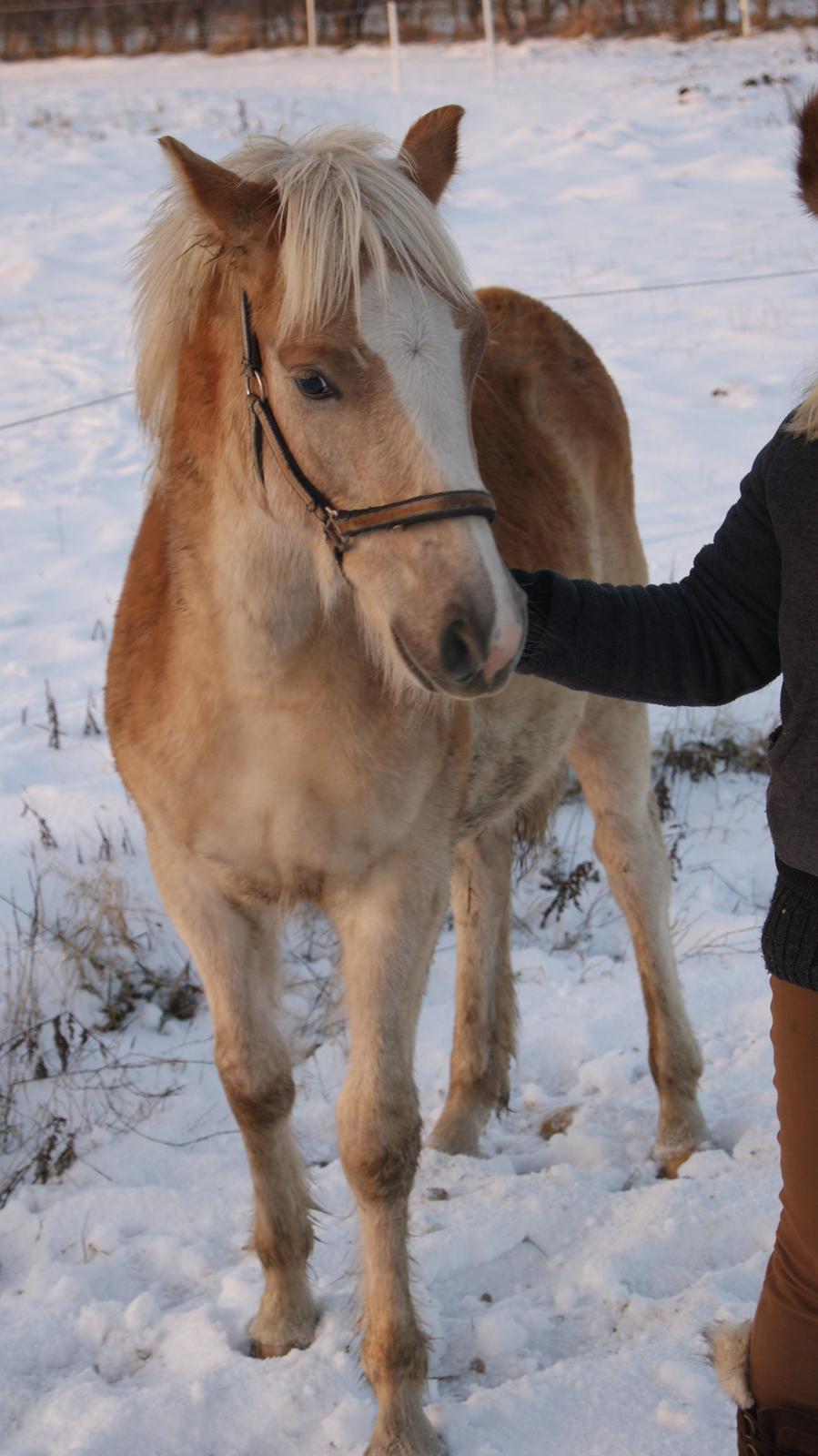 Haflinger Askmon Nordan billede 17