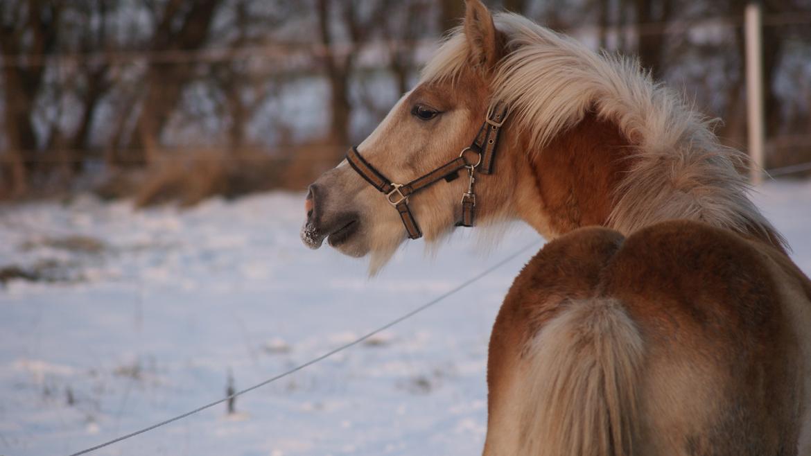 Haflinger Askmon Nordan - Askmon kalder på de andre billede 18