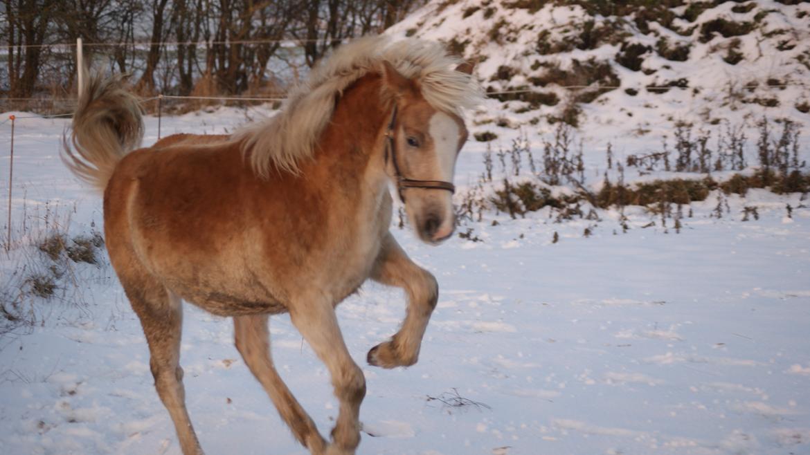 Haflinger Askmon Nordan - Hopla :) billede 2