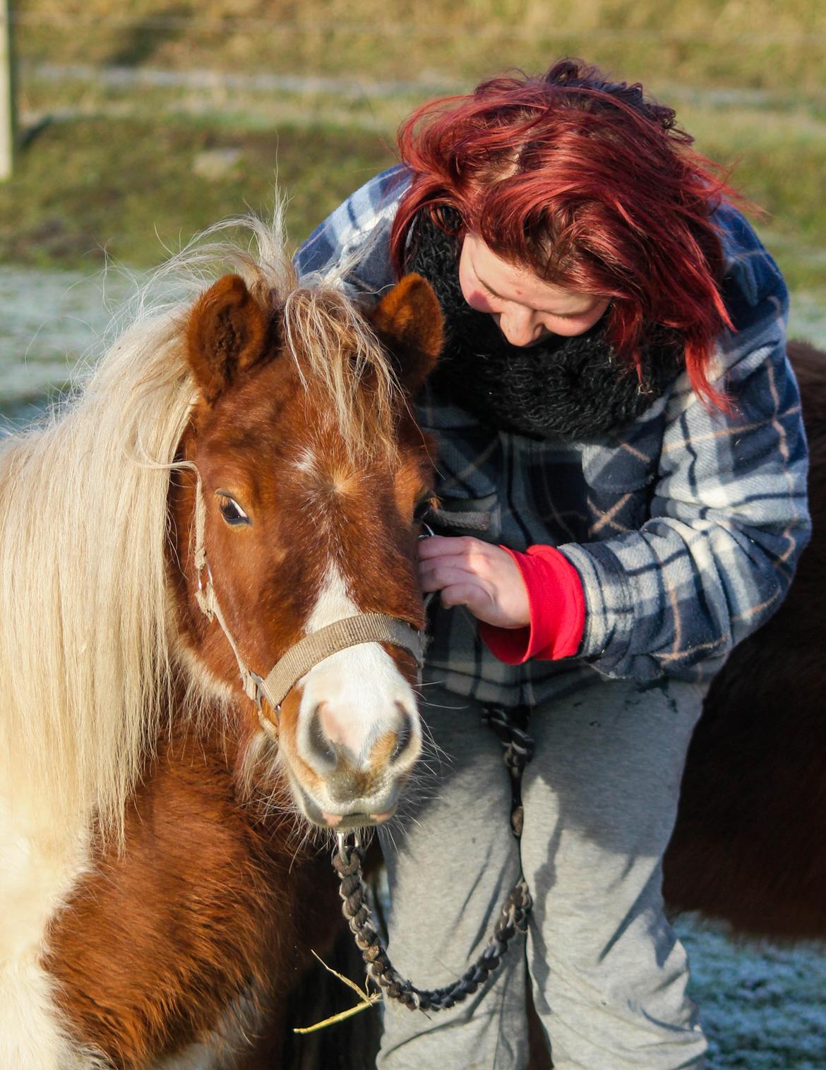 Shetlænder Nikoline - Velkommen til Nikoline's profil <3 .. Min drømme pony <3
Foto: Ulle  billede 1