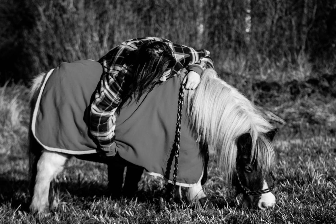 Shetlænder Nikoline - Elsker dig <3 
Foto: Ulle  billede 2