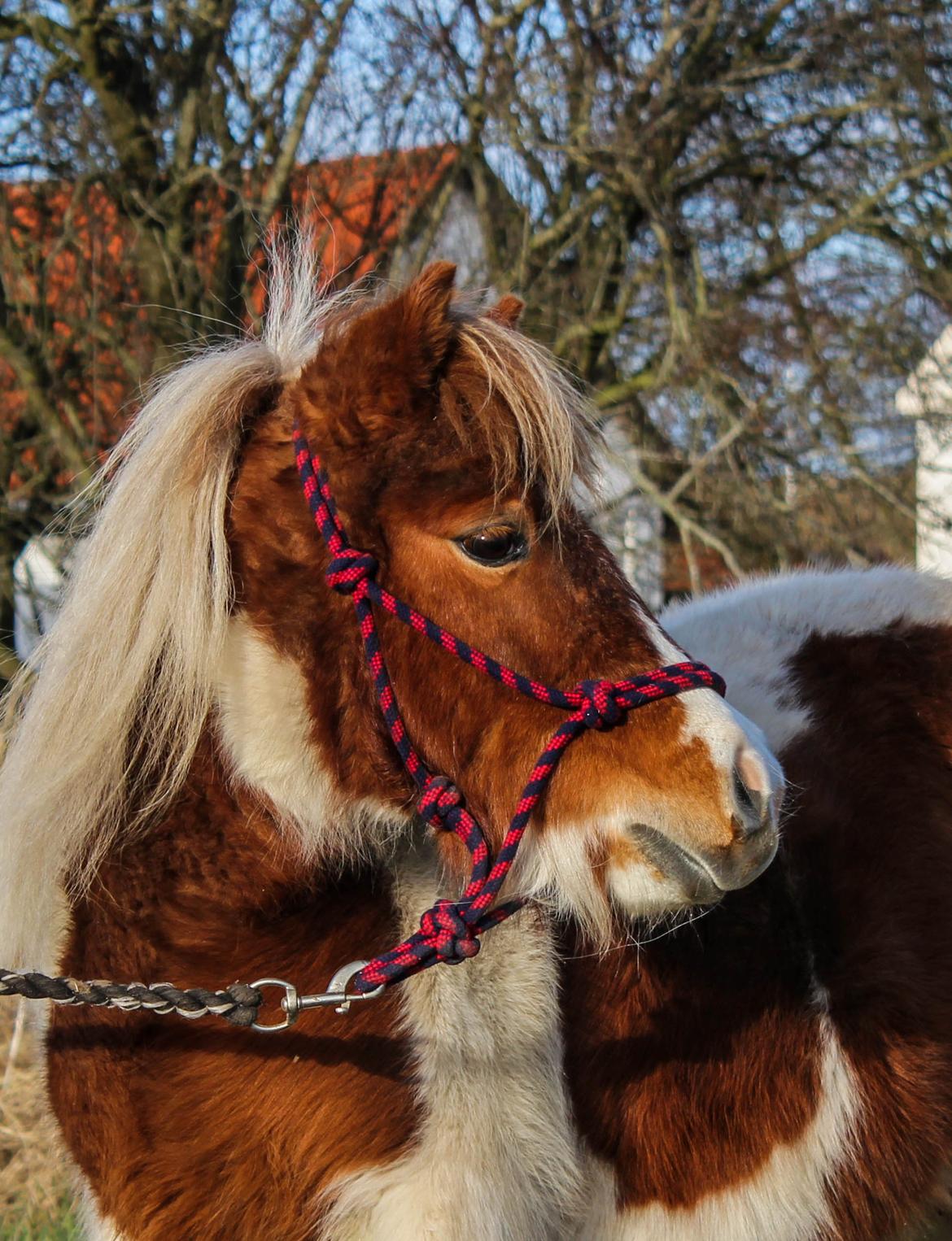 Shetlænder Nikoline - Du er min store kærlighed <3 
Foto: Ulle  billede 3
