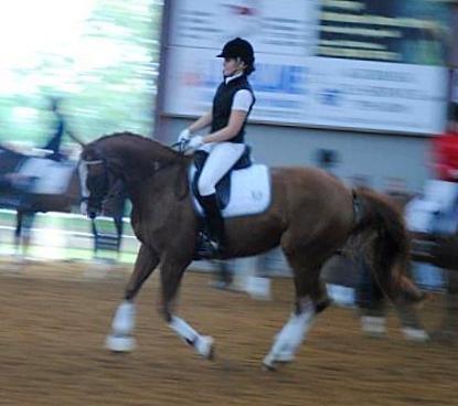 Dansk Varmblod Ibi Delight - Første stævne: September 2012 billede 15