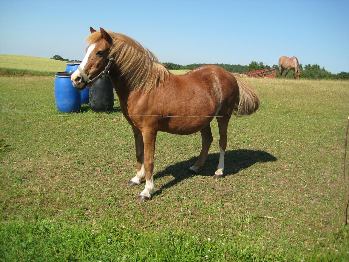 Anden særlig race Sigga - Sigga, på en høj solskins dag, uha jeg kan hører noget (: billede 9