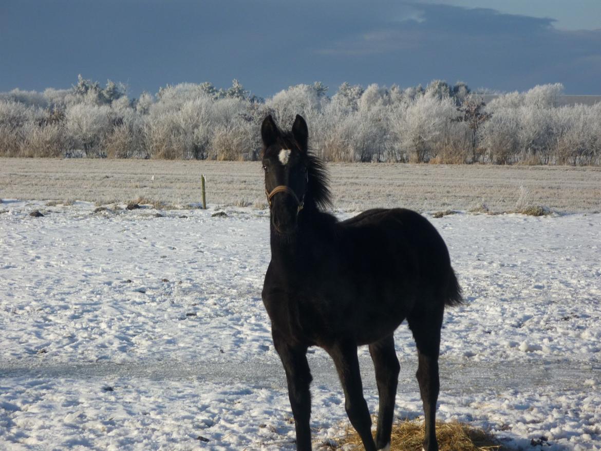 Oldenborg Spankengårdens Zola - Zola's første sne. 7mdr gammel billede 17
