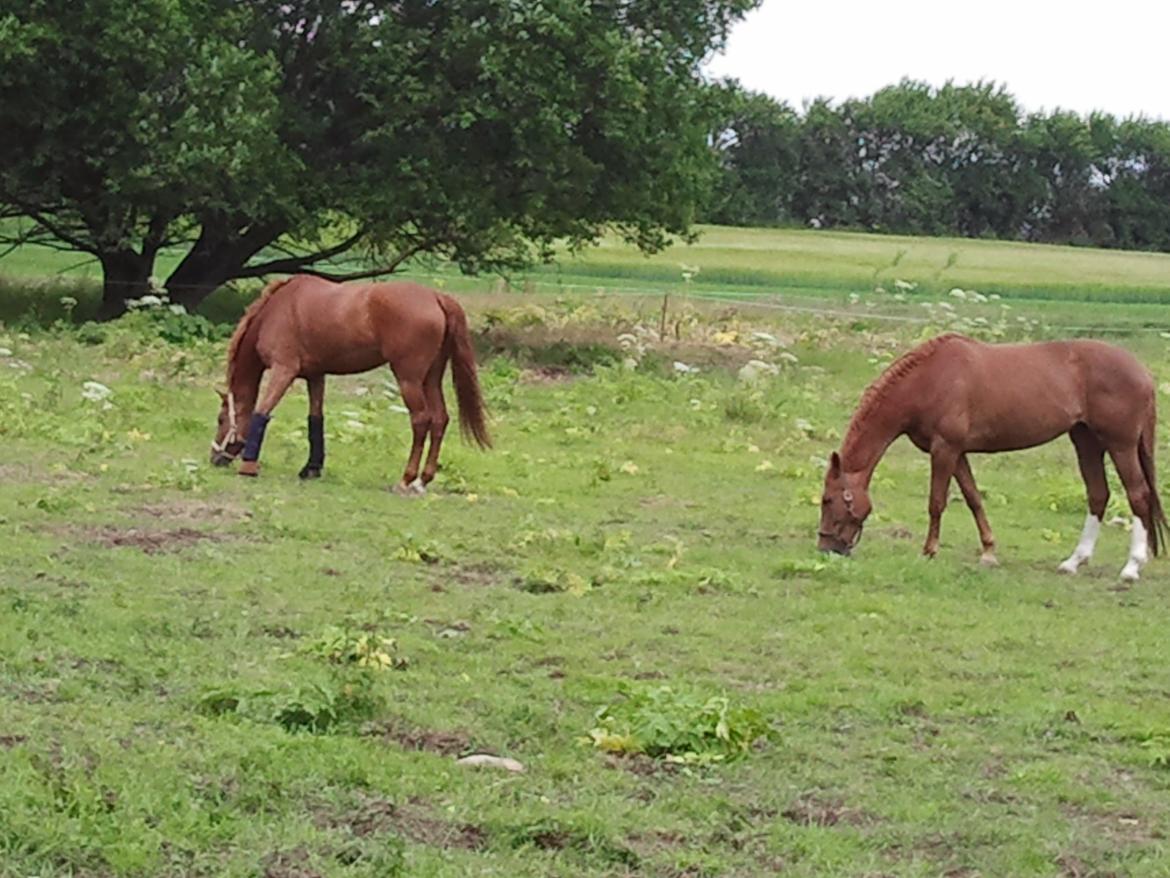Dansk Varmblod Gelinde E  - Gelinde på fold med min anden skønne hest Wald Rose sommer 2012 billede 10