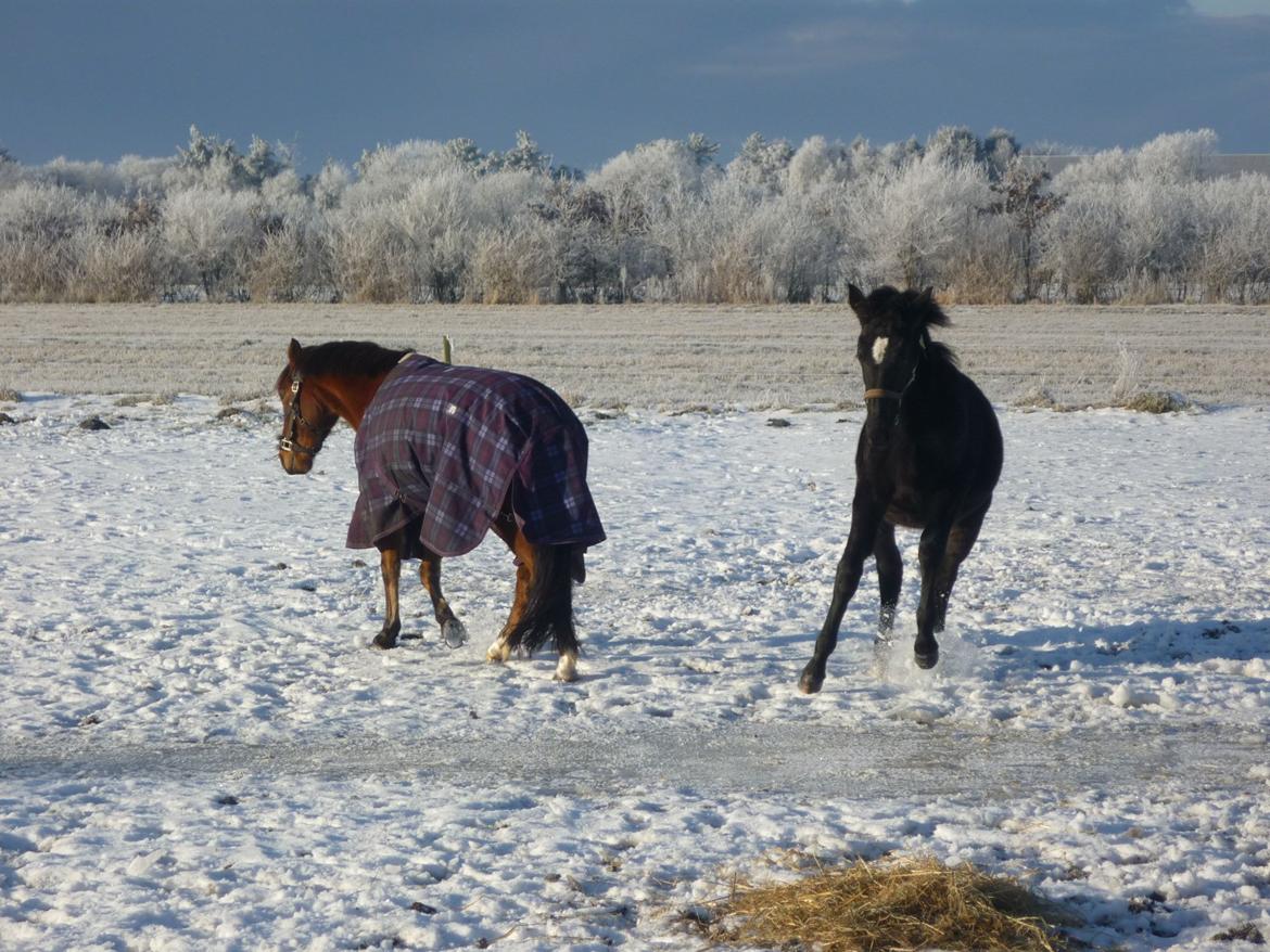 Oldenborg Spankengårdens Zola billede 18