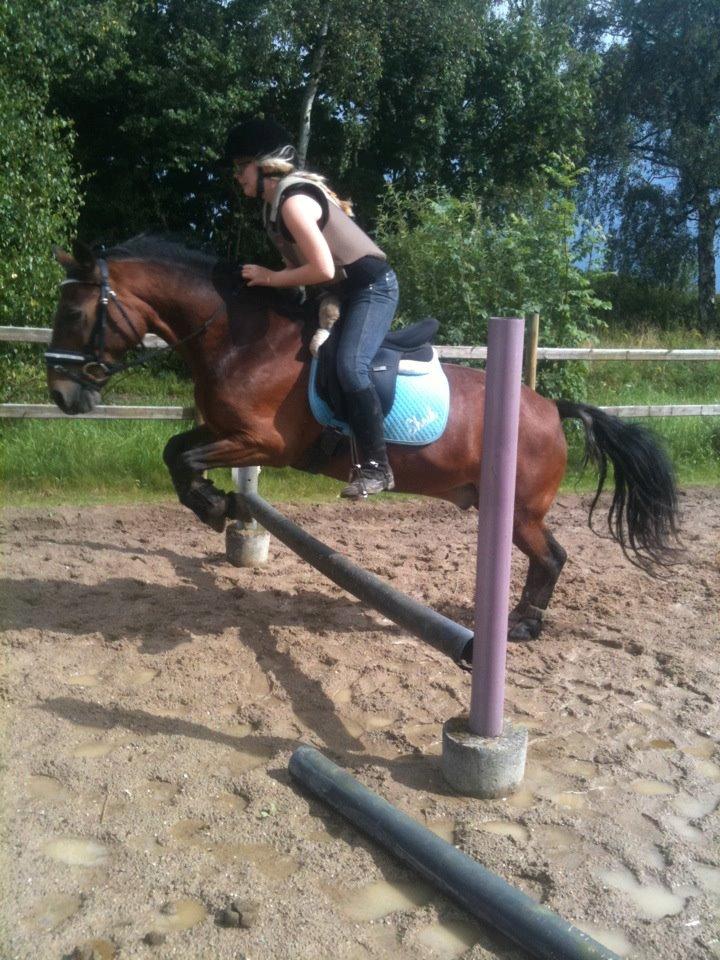 Anden særlig race Sheik<3 (solgt) billede 13