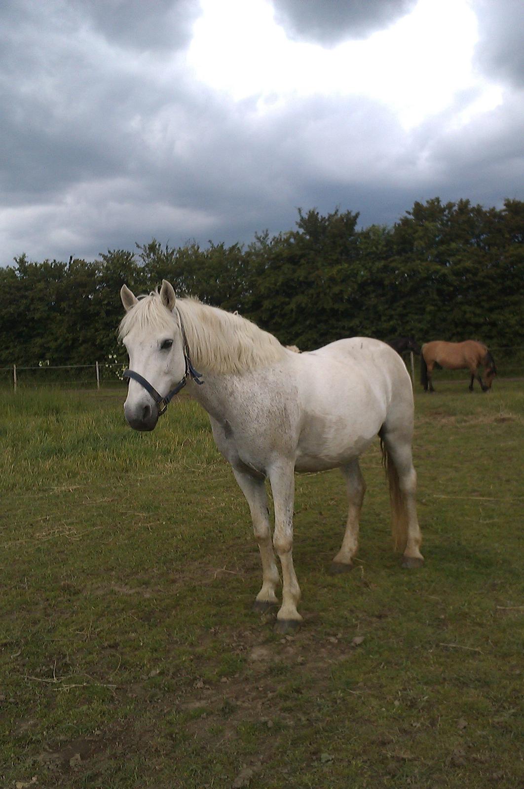 Anden særlig race Cornelius billede 9