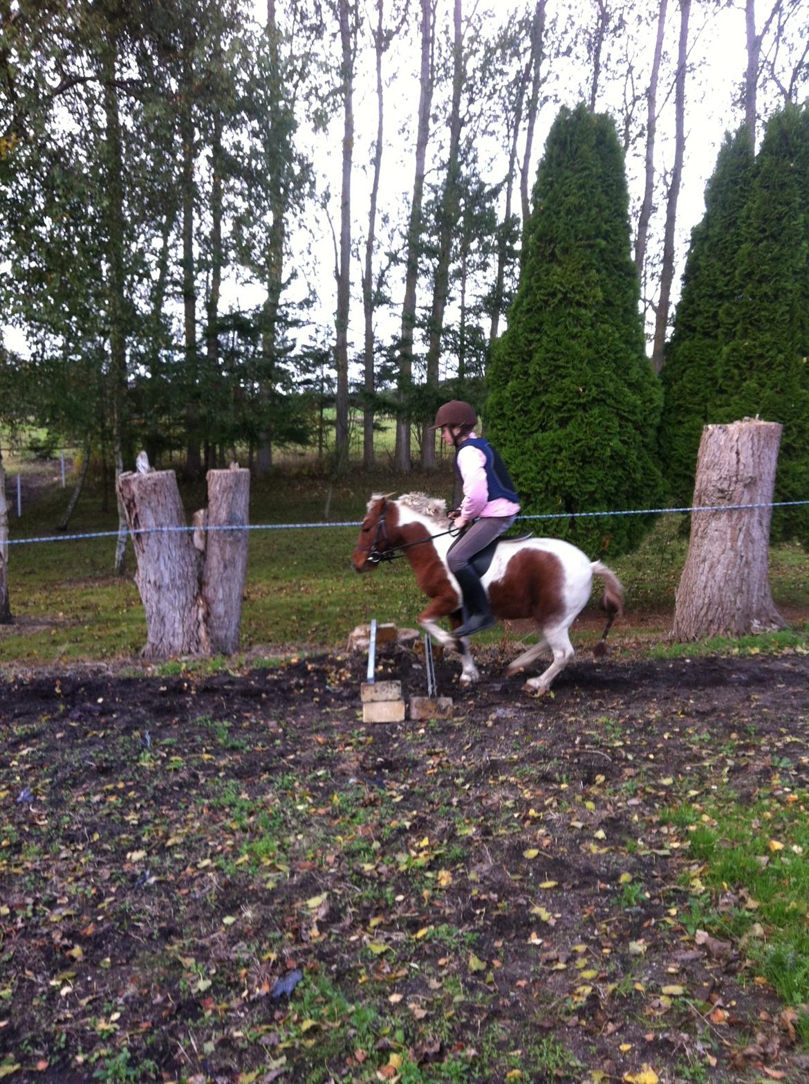 Shetlænder Bassemand - vi har lige en træner på :D billede 6