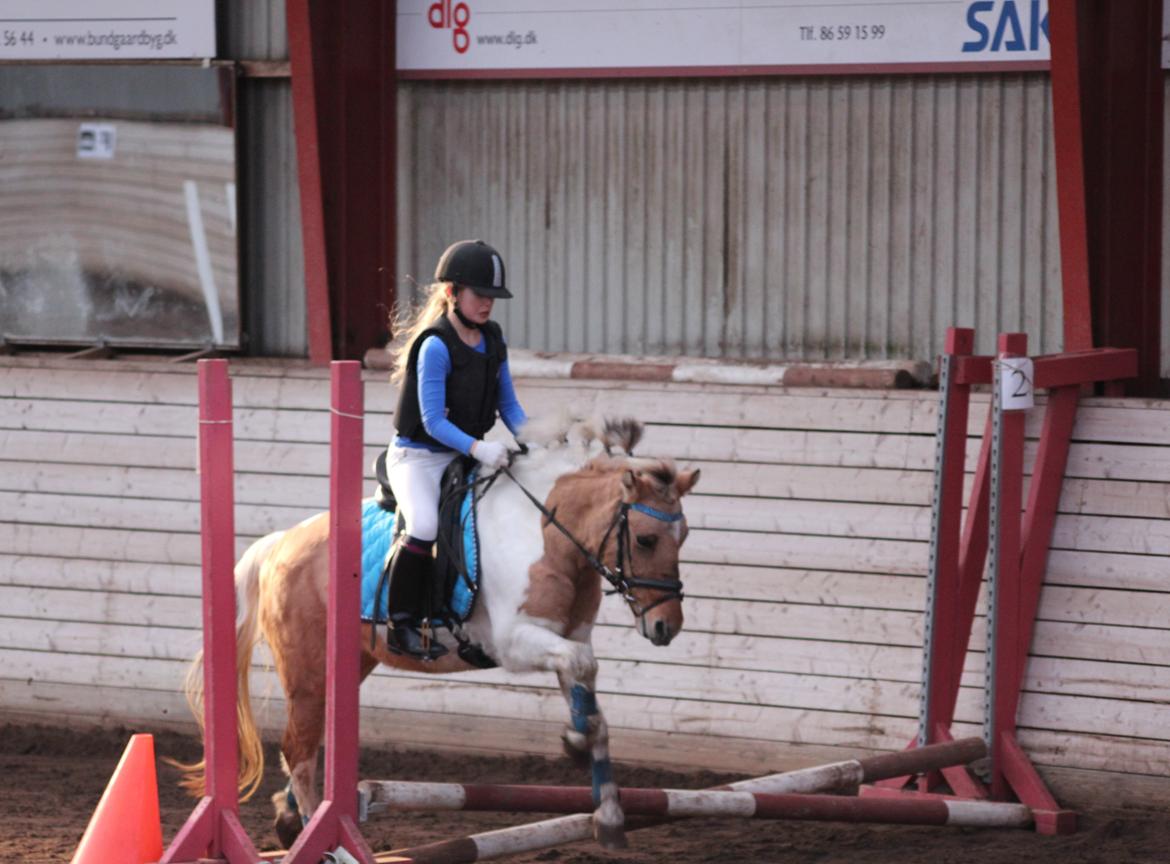 Anden særlig race Dundee*Beautiful*<3 - mig og dundee til springstævne<3 billede 2