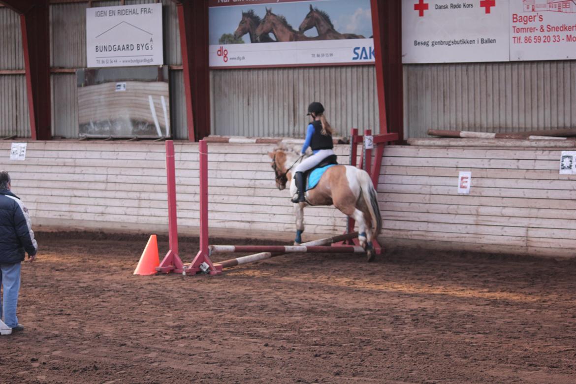 Anden særlig race Dundee*Beautiful*<3 - mig og dundee til spring stævne billede 3