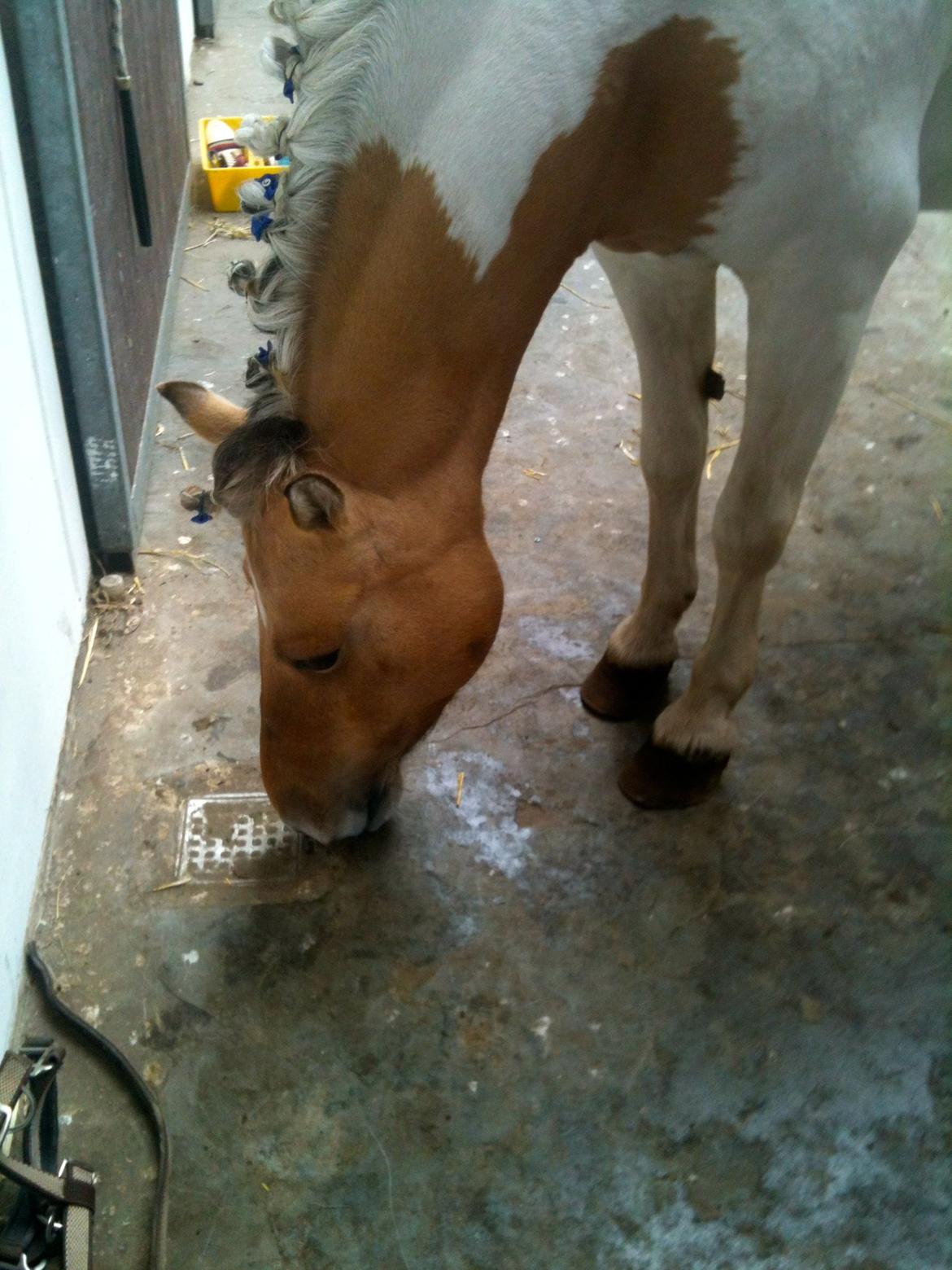 Anden særlig race Dundee*Beautiful*<3 - ridelejer 2012 billede 7