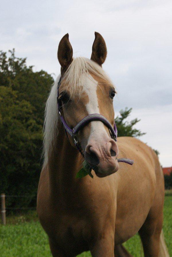 Palomino Sepstrups Diva - Rider billede 13