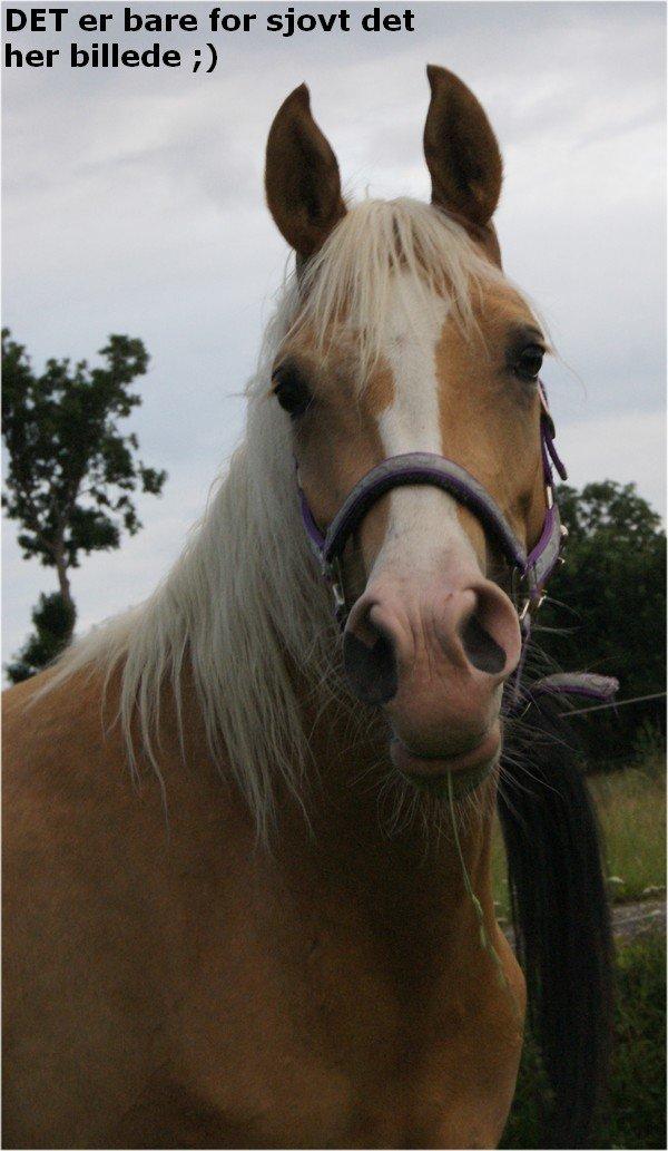 Palomino Sepstrups Diva - Rider billede 14