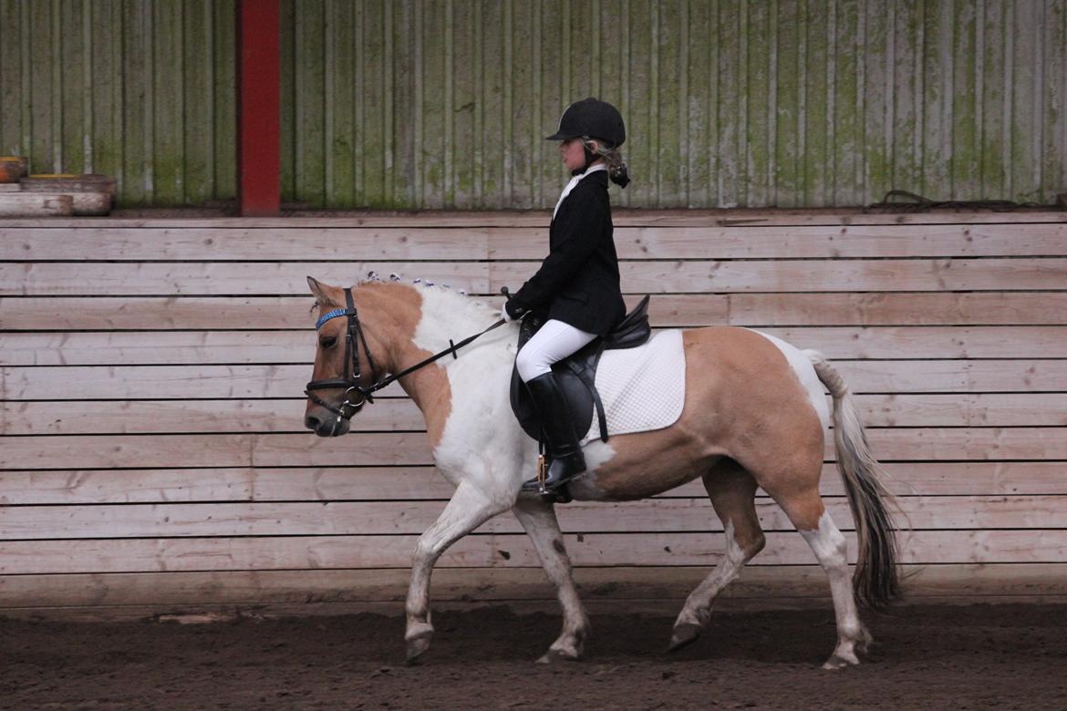 Anden særlig race Dundee*Beautiful*<3 - til stævne billede 9