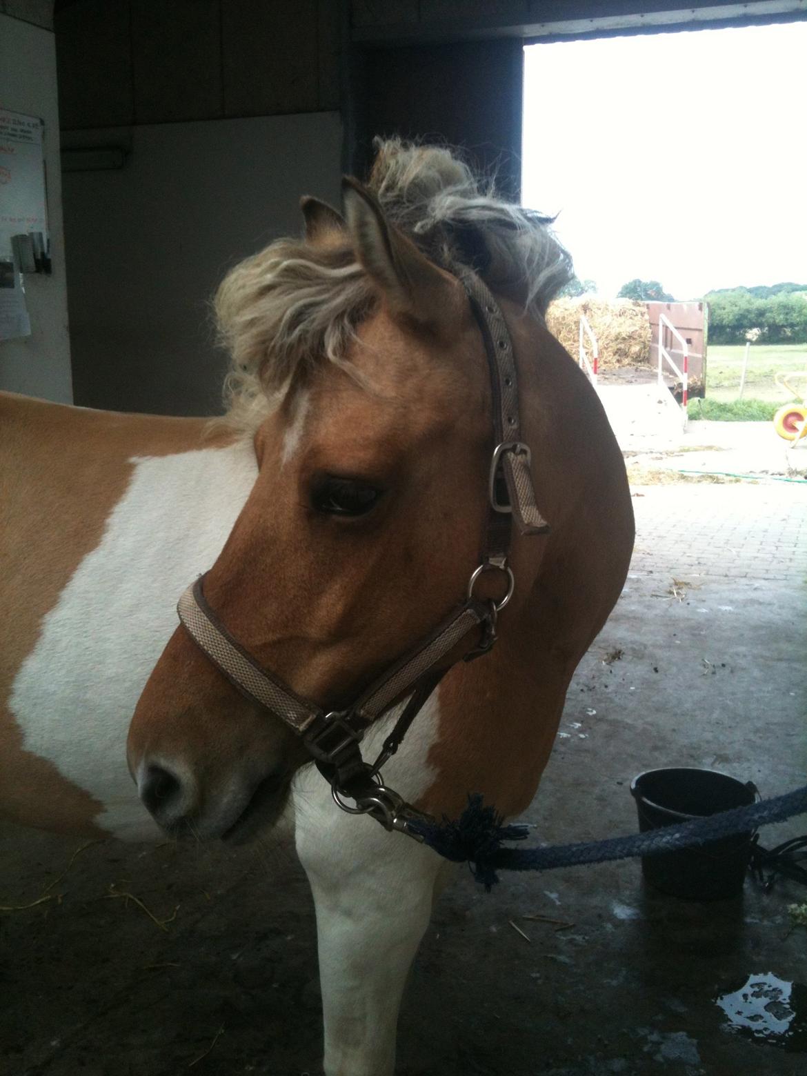 Anden særlig race Dundee*Beautiful*<3 - ridelejer 2012
 billede 11