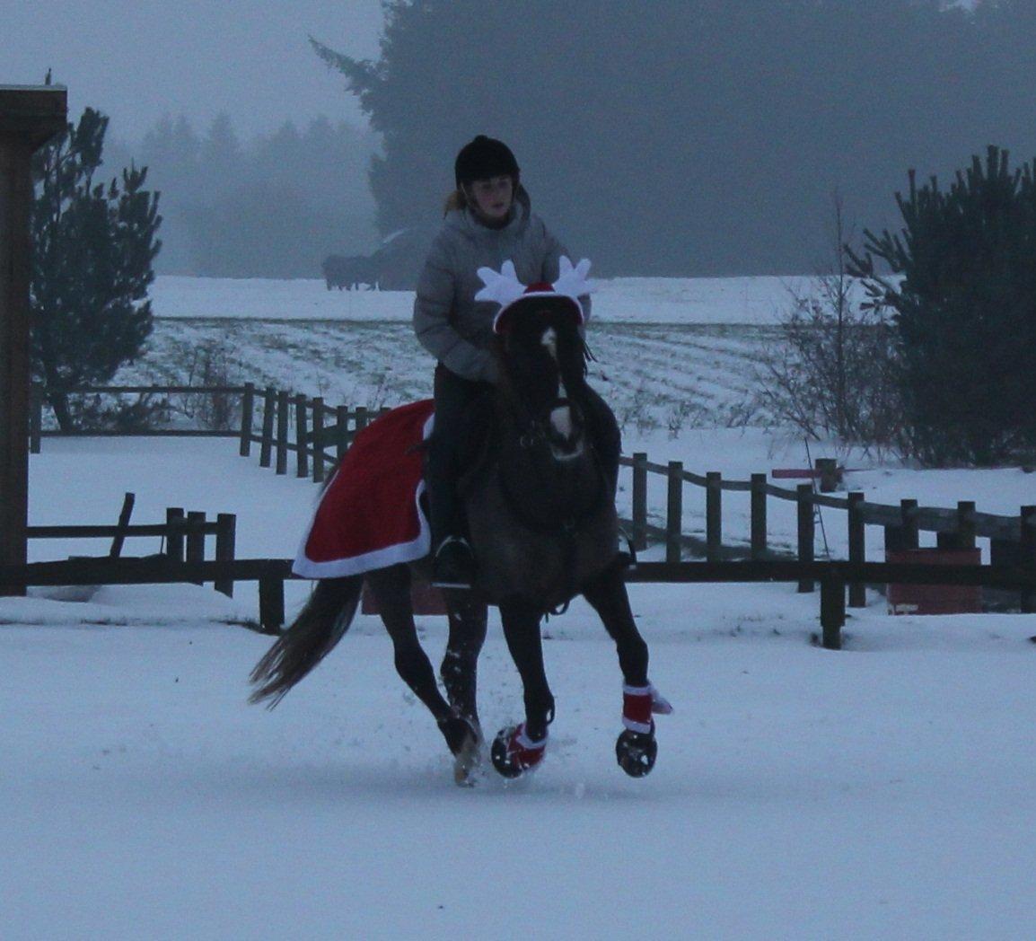 Anden særlig race Miranda (Tidl. hest) - 7) SNE !! December 2012!
 billede 7