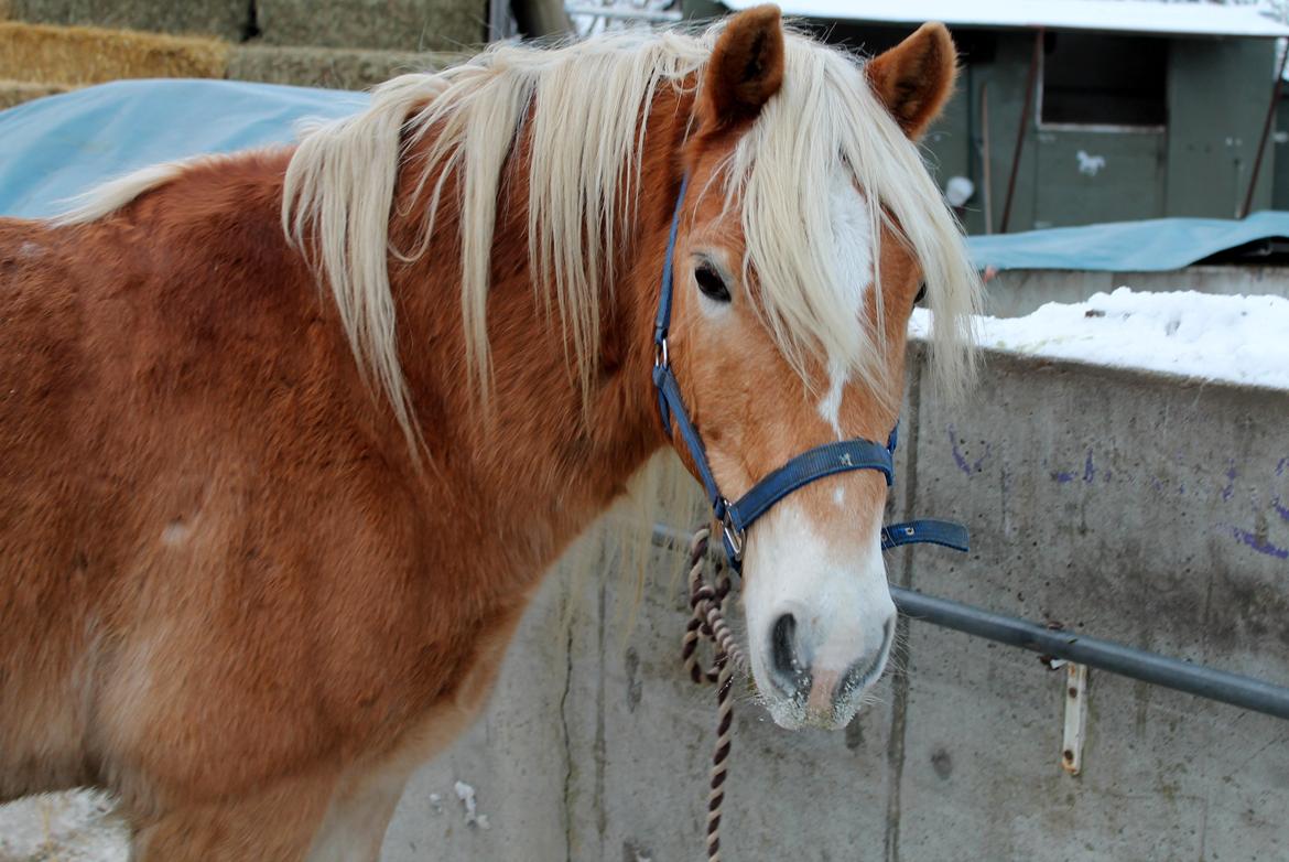 Haflinger Harald •R.I.P• [Tidl. part] billede 15