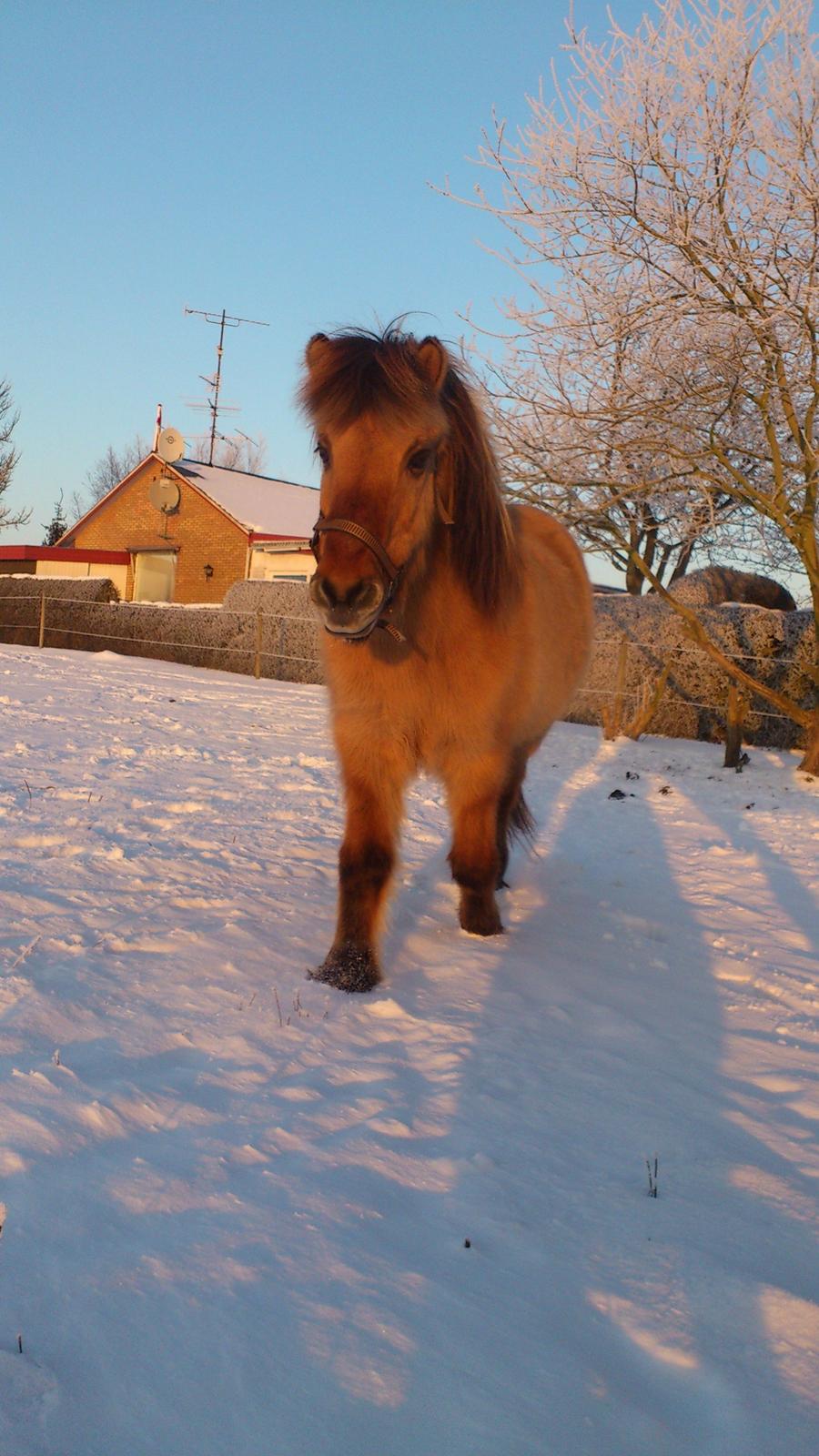 Islænder Solfari fra højen - 12-12-12 billede 4