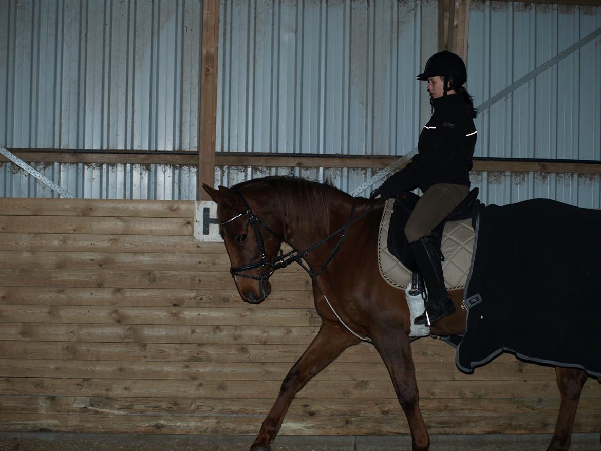 Anden særlig race Nippy billede 8