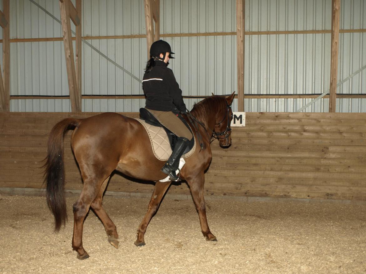 Anden særlig race Nippy billede 9