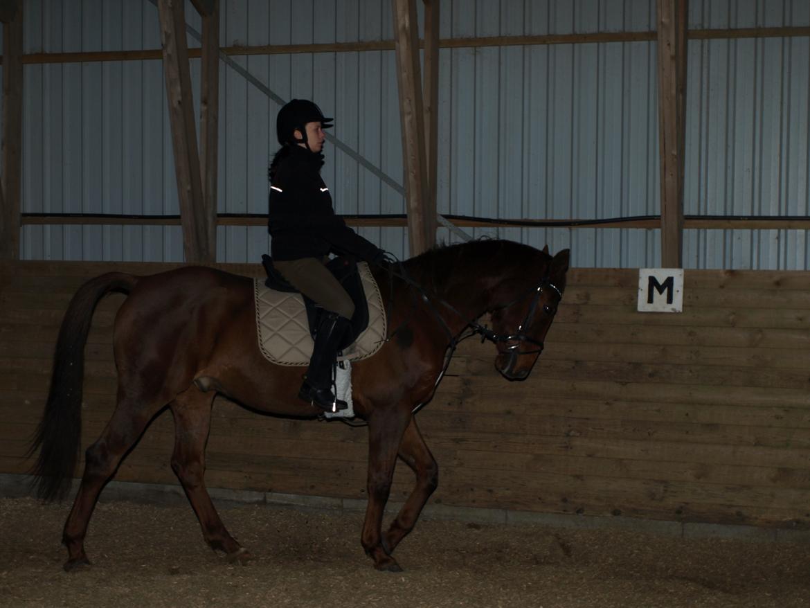 Anden særlig race Nippy billede 10