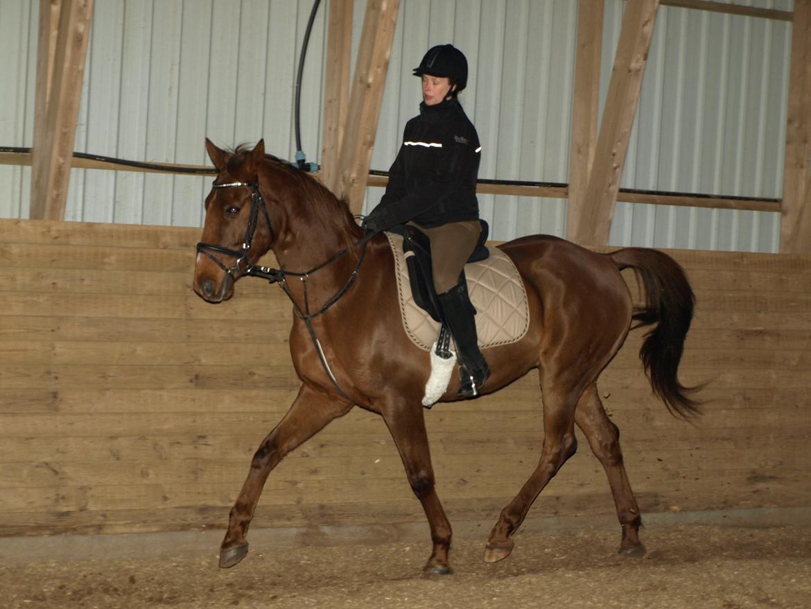 Anden særlig race Nippy billede 11