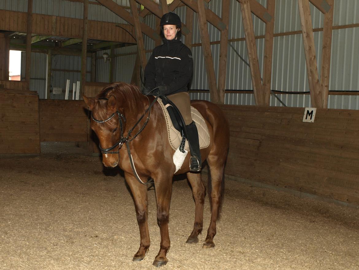 Anden særlig race Nippy billede 12