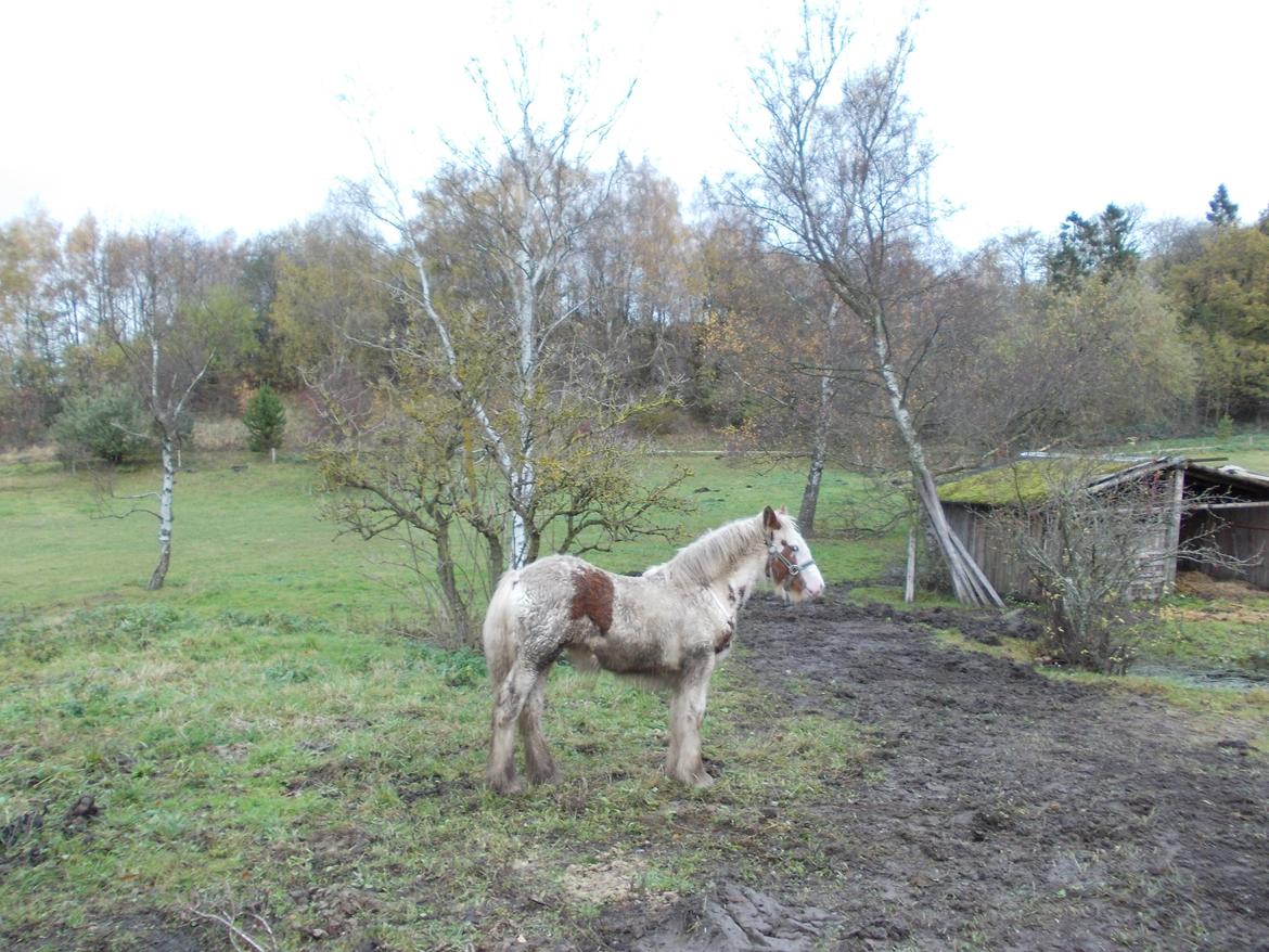 Irish Cob ITS Hazel - Dag 2 og har lige været i tråden, her kan man godt nok ikke rigtig se såret, men det er der. billede 17