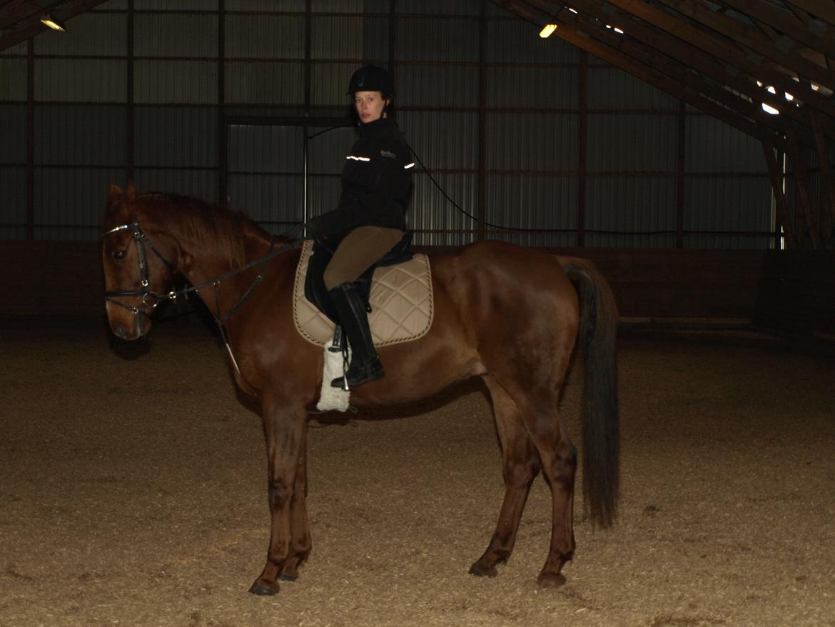 Anden særlig race Nippy billede 13