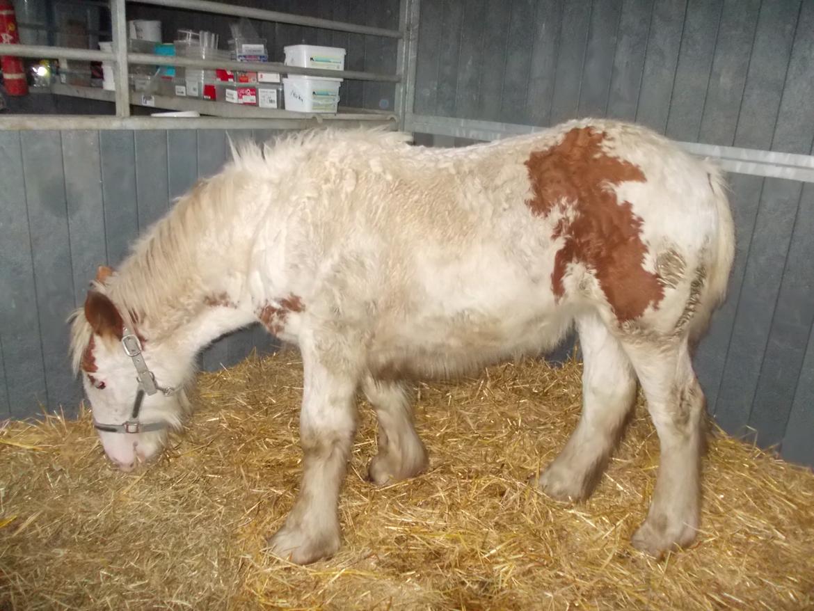 Irish Cob ITS Hazel - Lige ankommet billede 20