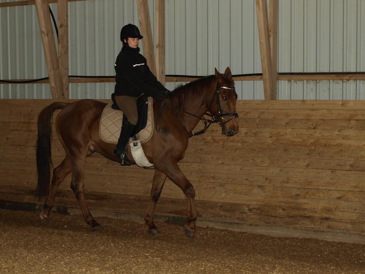 Anden særlig race Nippy billede 14