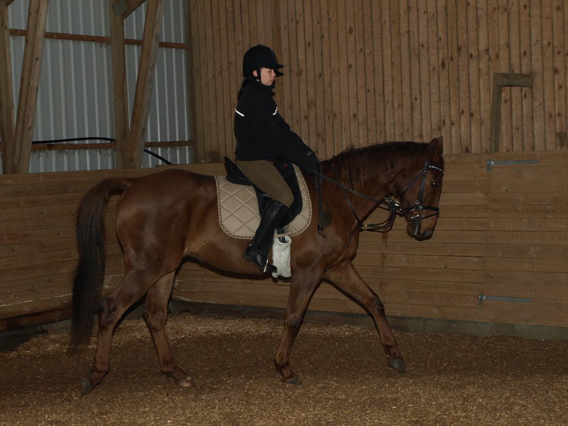 Anden særlig race Nippy billede 15